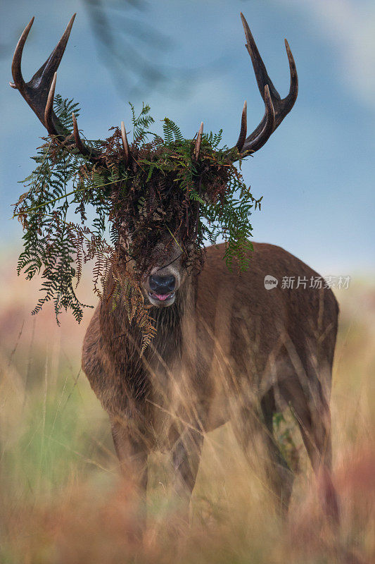 红鹿(Cervus elaphus)